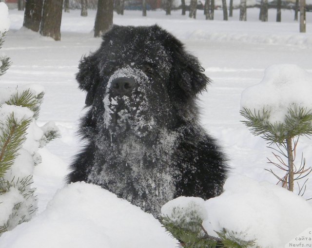Фото: ньюфаундленд Акватория Келвин Кадриль (Aquatoriya Kelvin Kadril)
