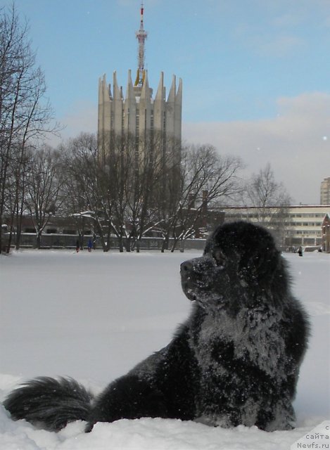 Фото: ньюфаундленд Акватория Келвин Кадриль (Aquatoriya Kelvin Kadril)