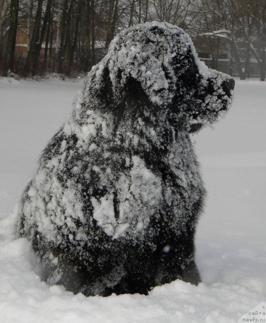 Фото: ньюфаундленд Акватория Келвин Кадриль (Aquatoriya Kelvin Kadril)