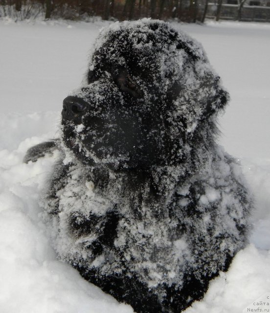 Фото: ньюфаундленд Акватория Келвин Кадриль (Aquatoriya Kelvin Kadril)