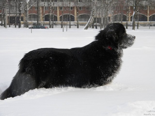 Фото: ньюфаундленд Акватория Келвин Кадриль (Aquatoriya Kelvin Kadril)