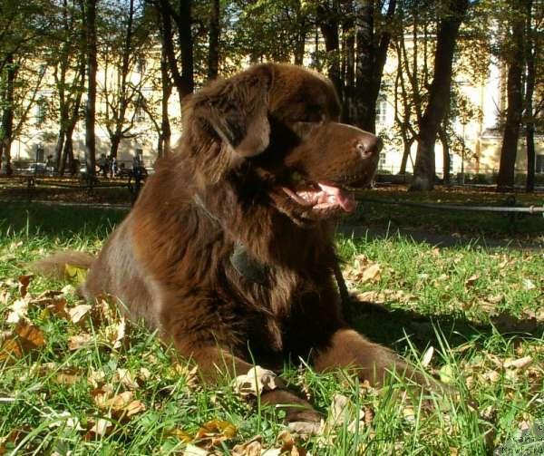 Фото: ньюфаундленд Елисей с Берега Дона