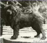 Фото: ньюфаундленд Buscha von Soven