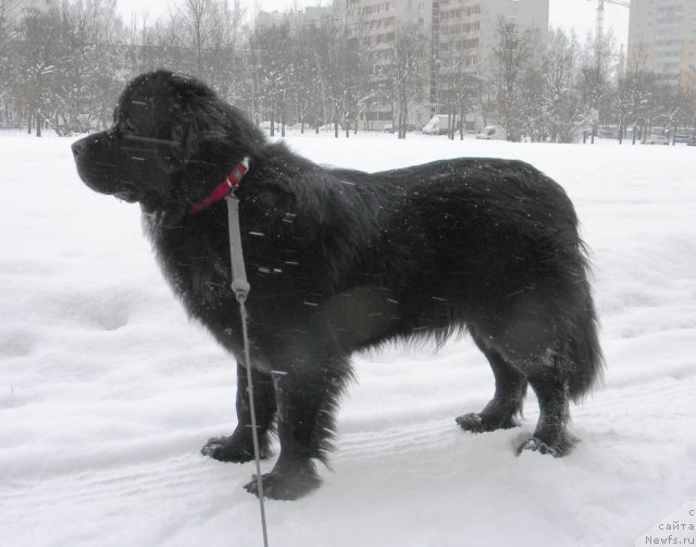 Фотография № 54000