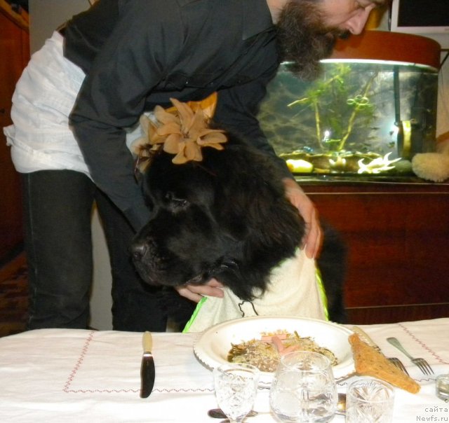 Фото: ньюфаундленд Акватория Келвин Кадриль (Aquatoriya Kelvin Kadril), Александр Жаков