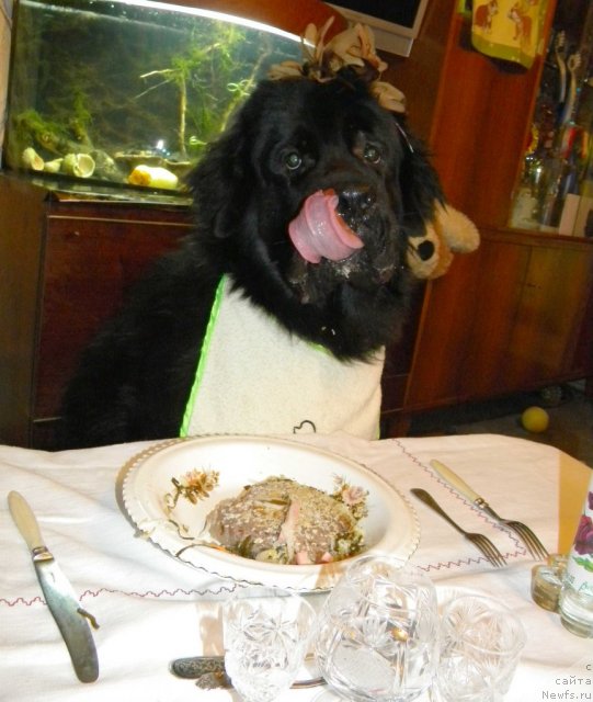 Фото: ньюфаундленд Акватория Келвин Кадриль (Aquatoriya Kelvin Kadril)