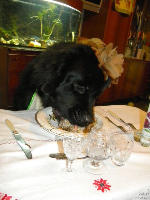 Фотография № 54011