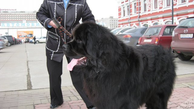 Фото: ньюфаундленд Знай Наших из Антаграда