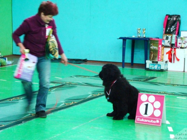 Фото: ньюфаундленд Наварро Дэлюкс из Медвежьего Яра