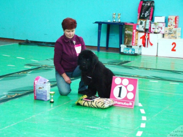 Фото: ньюфаундленд Наварро Дэлюкс из Медвежьего Яра, Надежда Стрельцова