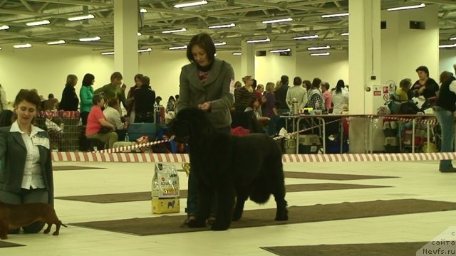 Фото: ньюфаундленд Бегущая по Волнам Сун ин Му Ханд (Beguschaya po Volnam Sun in My Hand)