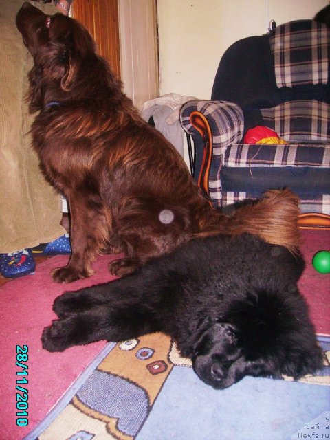 Фото: ньюфаундленд Их Высочество Владлена Маджикс, Дан