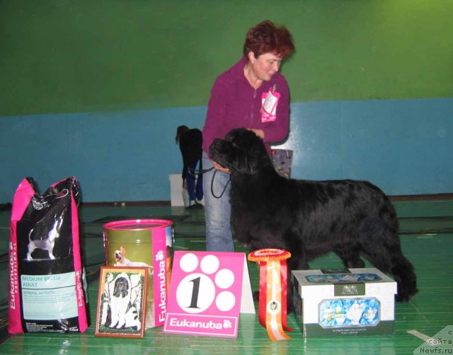 Фото: ньюфаундленд Династия Квин из Медвежьего Яра (Dynasty Queen iz Medvejyego Yara)