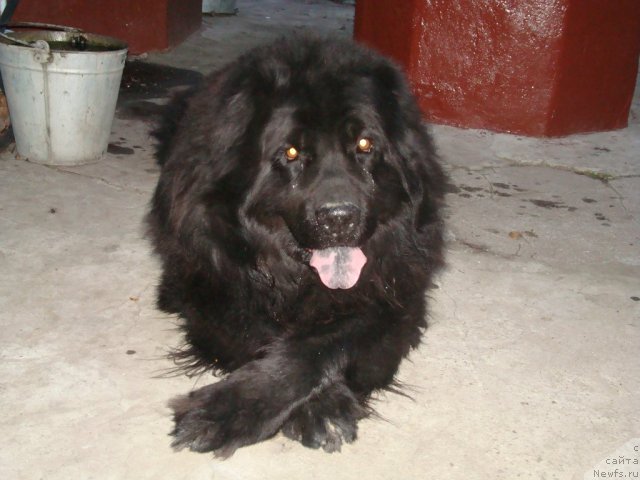 Фото: ньюфаундленд Витязь с Берега Дона