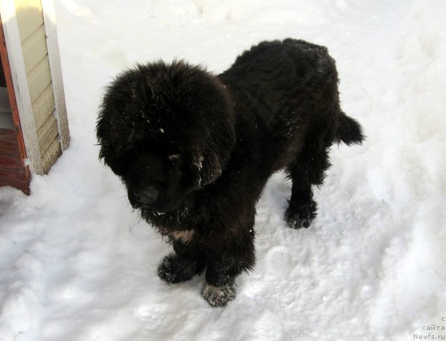 Фото: ньюфаундленд Питерньюф Чупа-Чупс