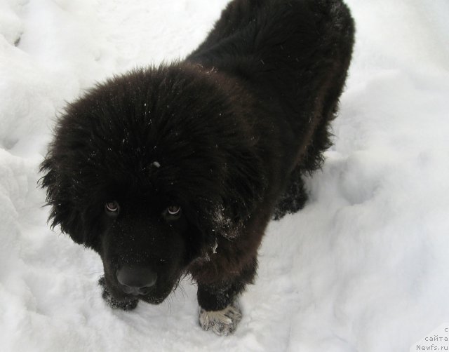 Фото: ньюфаундленд Питерньюф Чупа-Чупс