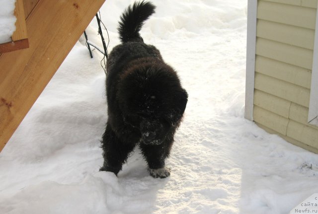 Фото: ньюфаундленд Питерньюф Чупа-Чупс