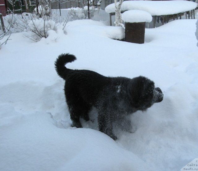 Фото: ньюфаундленд Питерньюф Чупа-Чупс