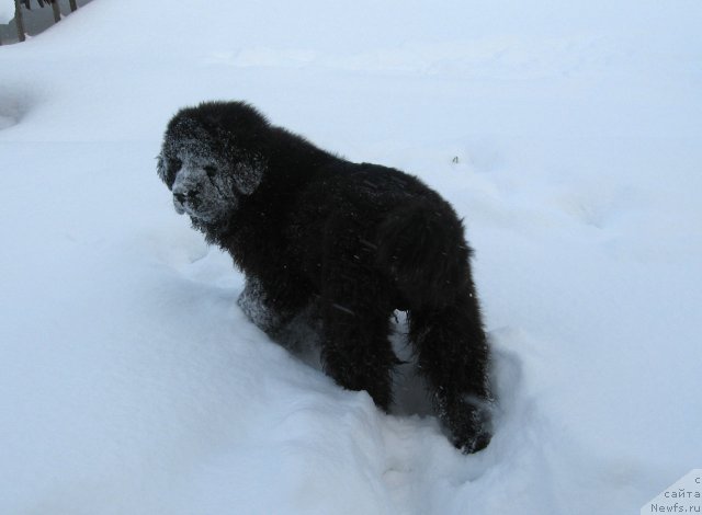Фото: ньюфаундленд Питерньюф Чупа-Чупс