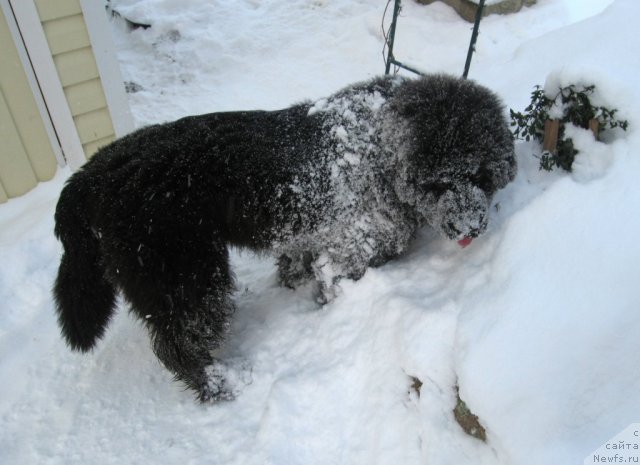 Фото: ньюфаундленд Питерньюф Чупа-Чупс