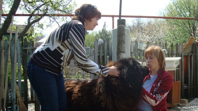 Фото: ньюфаундленд Витязь с Берега Дона