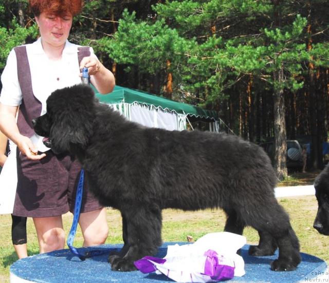 Фото: ньюфаундленд Виконтесса из Медвежьего Яра (Vikontessa iz Medvejyego Yara)