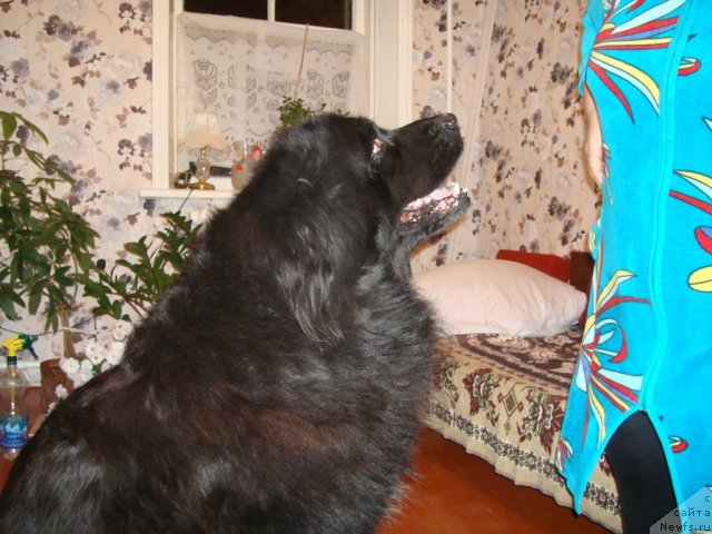 Фото: ньюфаундленд Витязь с Берега Дона