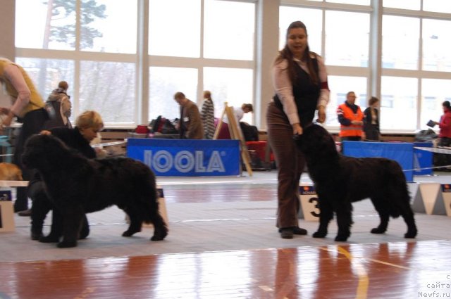 Фото: ньюфаундленд Плюшевая Панда Светская Львица (Plushevaya Panda Svetskaja Lviza), ньюфаундленд Black Imp Glamour Girl