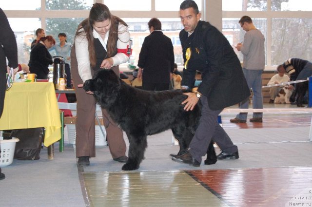 Фото: ньюфаундленд Плюшевая Панда Светская Львица (Plushevaya Panda Svetskaja Lviza)