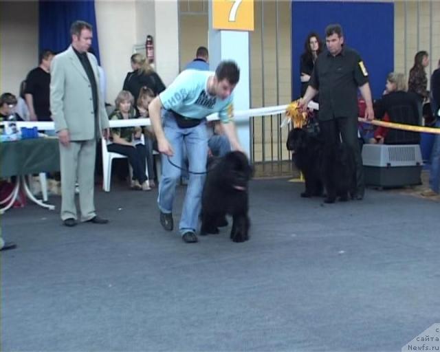 Фото: ньюфаундленд Ханеса (Hanesa)