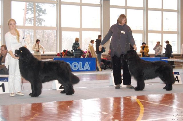 Фото: ньюфаундленд Cape Lewisporte Headbanger, ньюфаундленд Смигар Шаловливый Медведь (Smigar Shalovlivy Medved)