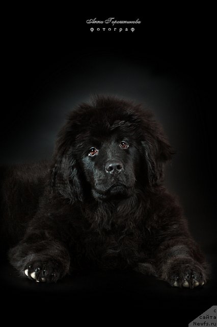 Фото: ньюфаундленд Их Высочество Виола Жанмоника (Ih Visochestvo Viola Zhanmonika)