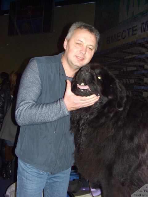 Фото: Виктор Власьев, ньюфаундленд Vein Vest