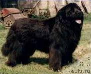 Фото: ньюфаундленд Gammel Dansk vom Riesrand