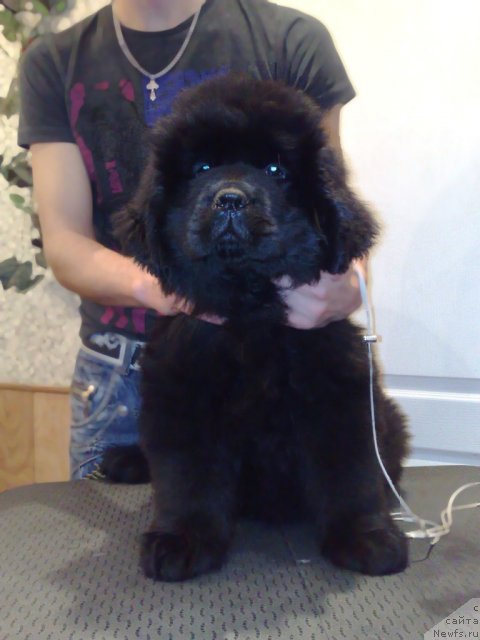 Фото: ньюфаундленд Смигар Галакси Шелл Вин (Smigar Galaxsy Shall Win)