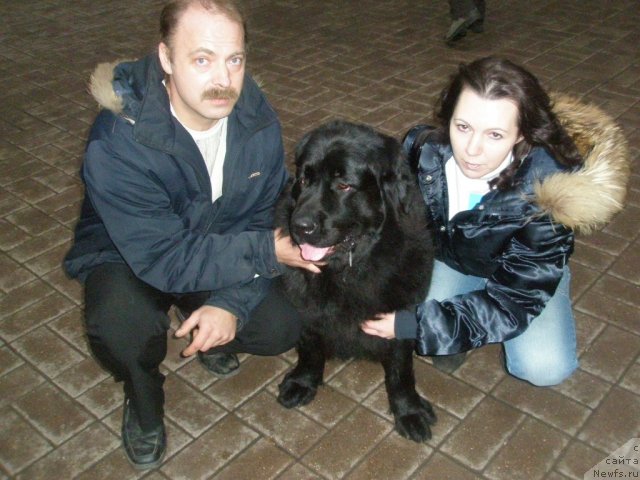 Фото: ньюфаундленд Великий Медведь Загадка, Ольга Оспищева