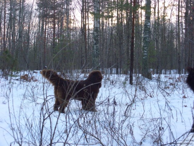 Фото: ньюфаундленд Бархатка Роскошная