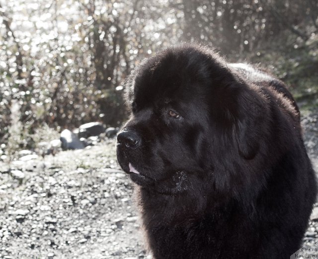 Фото: ньюфаундленд Потап Фидель