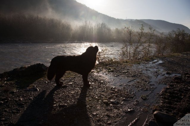 Фото: ньюфаундленд Потап Фидель