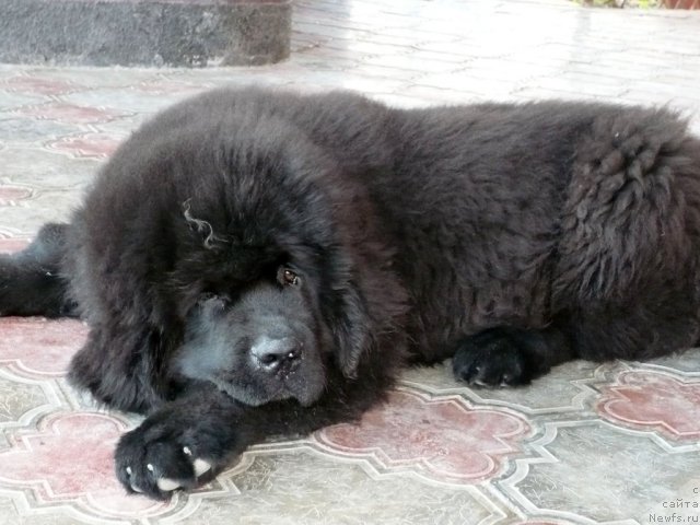 Фото: ньюфаундленд Бехер Юлиус Голд