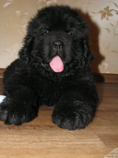 Фото: ньюфаундленд Смигар Гордон-Феллоу (Smigar Gordon Fellow)