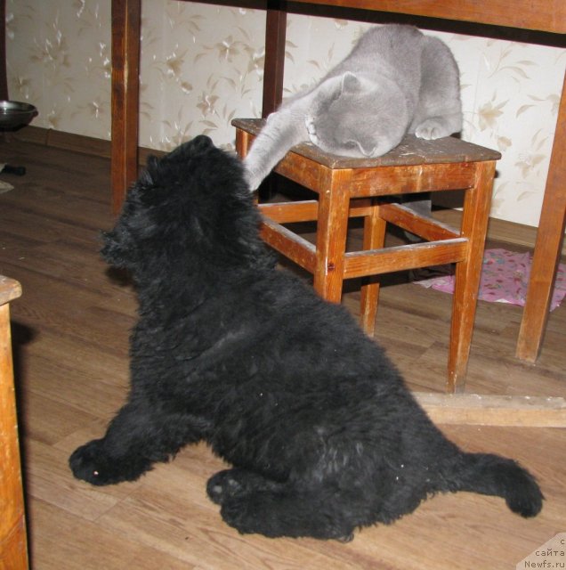 Фото: ньюфаундленд Смигар Гордон-Феллоу (Smigar Gordon Fellow), Анастасия Михайлова