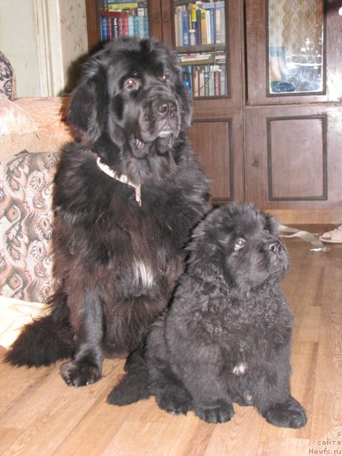 Фото: ньюфаундленд Смигар Гордон-Феллоу (Smigar Gordon Fellow), ньюфаундленд Смигар Жезелла де ля Розе