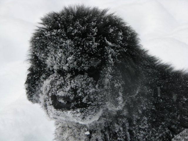 Фото: ньюфаундленд Смигар Гордон-Феллоу (Smigar Gordon Fellow)