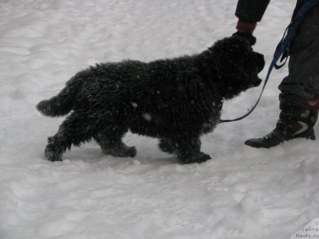 Фото: ньюфаундленд Смигар Гордон-Феллоу (Smigar Gordon Fellow)