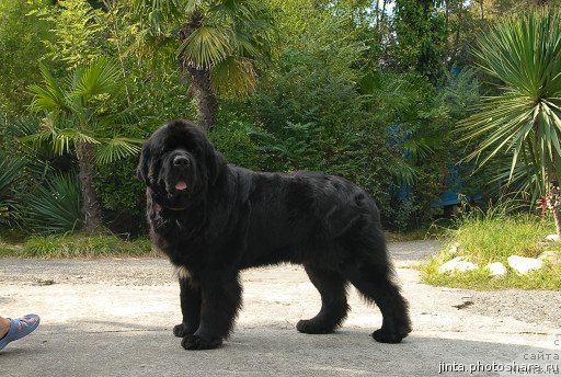 Фото: ньюфаундленд Mississippi-Missouri Goodie Midnight Lady