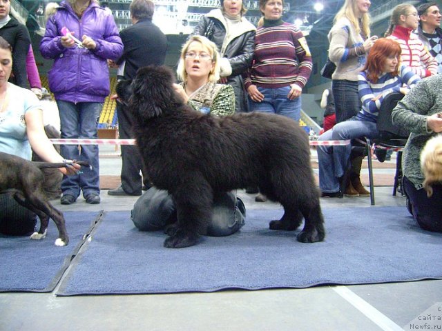 Фото: ньюфаундленд Их Высочество Гламур Доджи