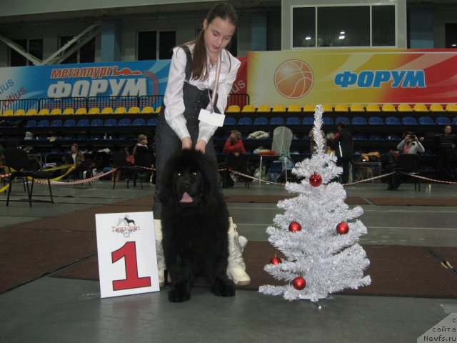Фото: ньюфаундленд Их Высочество Гламур Доджи