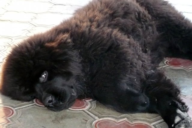 Фото: ньюфаундленд Бехер Юлиус Голд