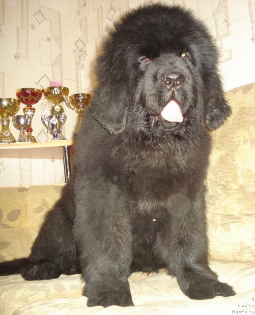 Фото: ньюфаундленд Их Высочество Гиацинта Бриз